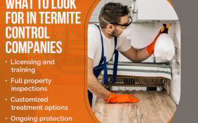 Choosing the Right Termite Control: What Sets Sargent Pest Solutions Apart