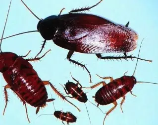 German vs. American vs. Smoky Brown: How to Tell Upstate Cockroaches Apart (and Why the Difference Matters)