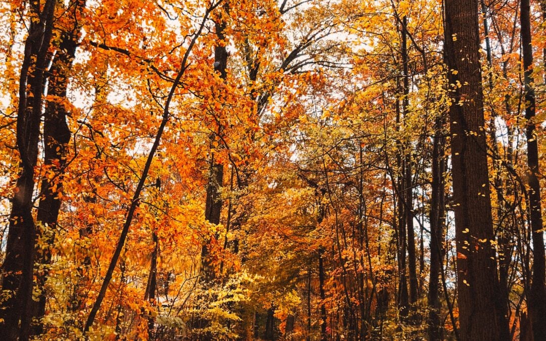 Top Tips for Effective Pest Control in Greenville This Fall