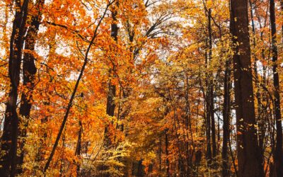 Top Tips for Effective Pest Control in Greenville This Fall