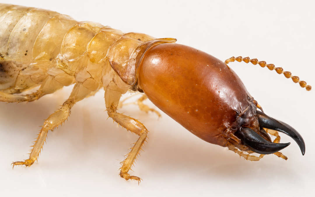 Termites in Upstate South Carolina: A Homeowner&rsquo;s Guide from a Clemson-Trained Entomologist