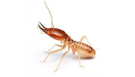 The Formosan Termite in the Upstate