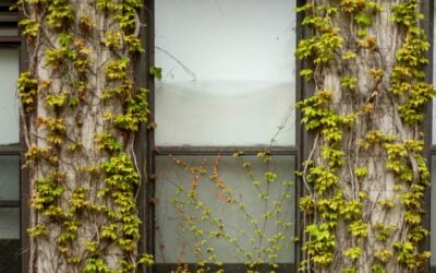 Why Your House Suddenly Has a Pest Problem: The Four Things to Check First