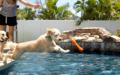 Discover the Best Pest Control Solutions Near You Today!