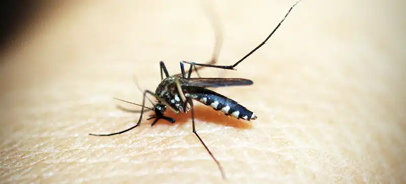 sargent-pest-solutions-services-mosquito-image