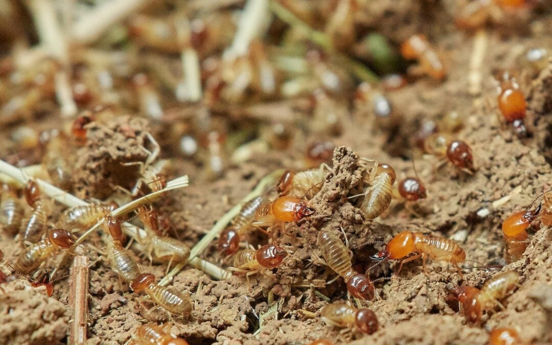 Termite Inspection vs. Treatment vs. Warranty