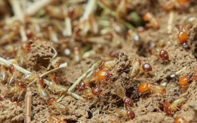 Termite Inspection vs. Treatment vs. Warranty