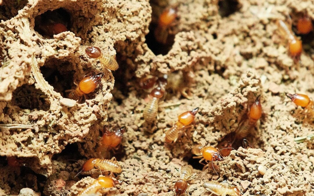 Termite Swarmers vs. Flying Ants